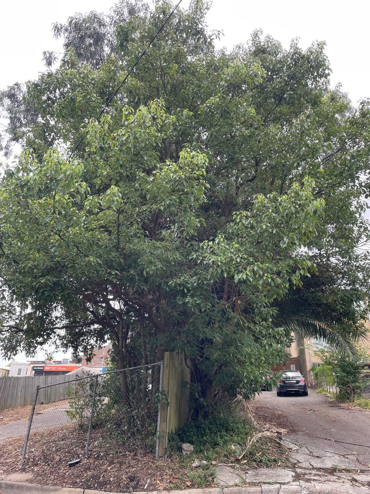 Mature camphor laurel